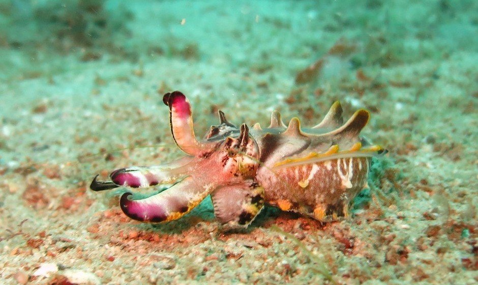 Mascot Cuttlefish 