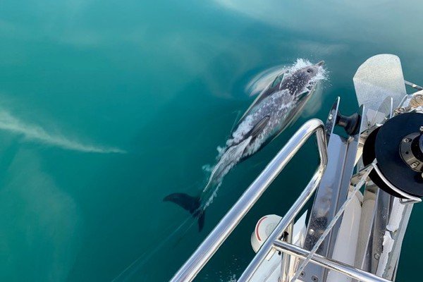 Dolphins playing on the bow 